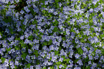 Obraz premium Field of small blue wildflowers also known as forget-me-nots or Scorpion grasses. blooming in spring. Natural floral background with fresh seasonal atmosphere.