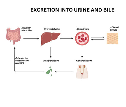Drug Excretion into Urine and Bile Medical Illustration