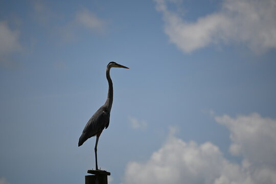 Florida heron in wetlands before storm