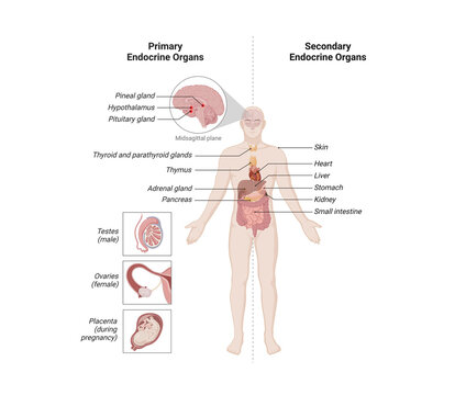 Primary and Secondary Endocrine Organs Human Endocrine System Medical Illustration