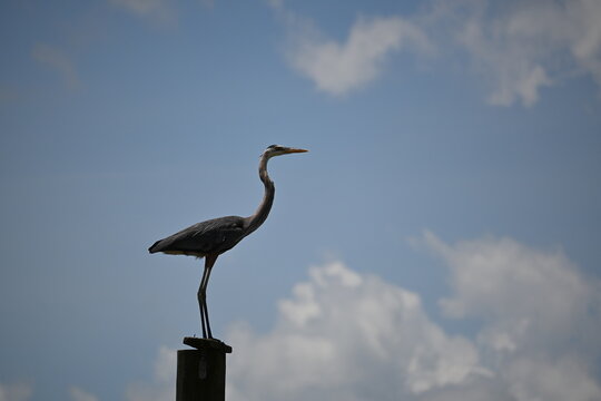 Florida heron in wetlands before storm