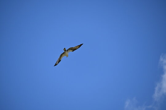 Florida osprey flying and hunting