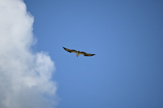 Florida osprey flying and hunting