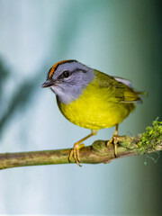 Fototapeta premium Russet-crowned Warbler Perched on Mossy Branch in Colombia Forest