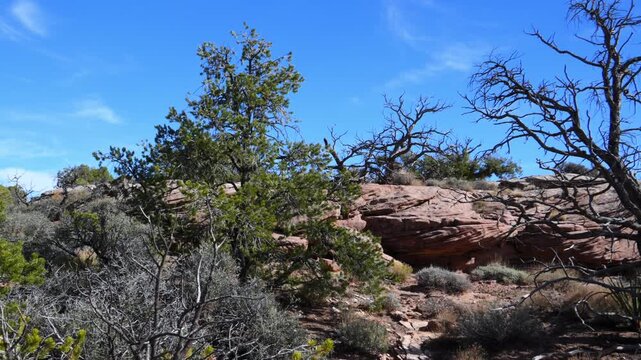 A desert Landscape of Canyon de Chelly National Monument. The area features hardy desert brush and small trees