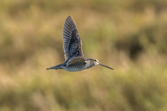 Closeup of a Wilson's snipe in flight.