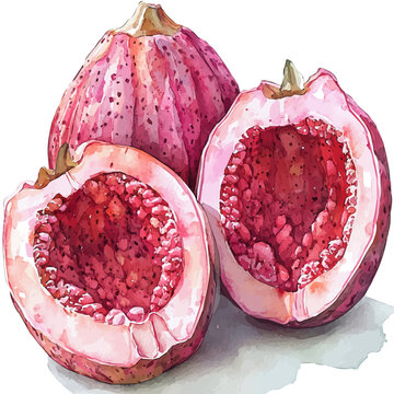 watercolor hand-drawn of Ackee, isolated on a white background.