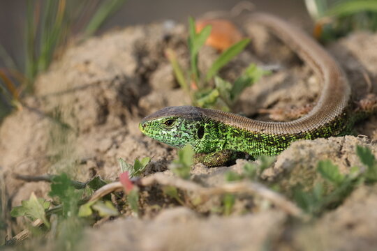 sand lizard (Lacerta agilis)