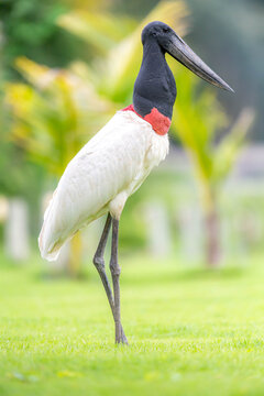 Jabiru Stork Standing Tall