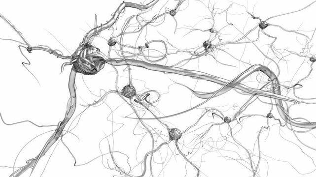 Detailed close up of neural connections and nodes on a white background illustrating the complexity of biological systems and artificial neural networks