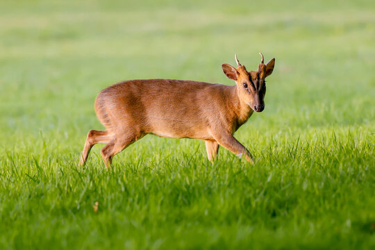 Muntjac Deer Buck On Grass - _S5B3022