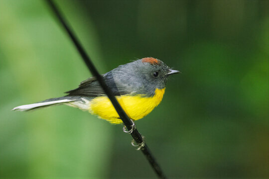 Slate-throated redstart perched on a branch in lush Colombian forest