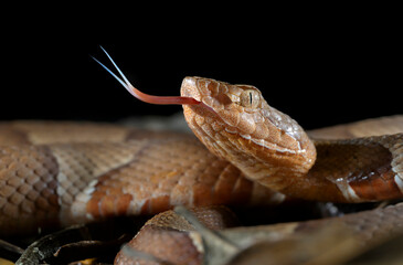 Fototapeta premium Broad-banded copperhead snake (Agkistrodon laticinctus) lclose-up with tongue extended, Bastrop County, Texas, USA.