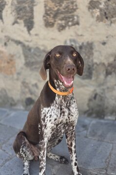 portrait of a great dane