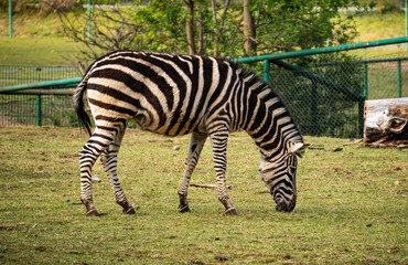 Naklejka premium Zebra grazing on a pasture in zoo