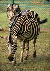 Naklejka premium Zebra grazing on a pasture in zoo