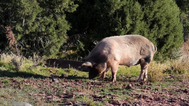 Idaho Pasture Pig, characterized by its ability to forage on pasture.