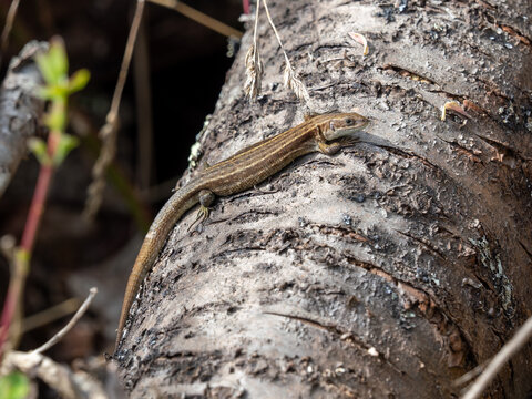 A Common Lizard Basking on a Log
