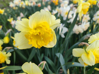 Fototapeta premium Blooming flower. Blooming yellow daffodil flower. Blossomed narcissus growing in ground on spring day. Blossoming inflorescence with petals and green leaves. Flowerbed. Growing varietal flowers