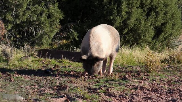 Idaho Pasture Pig, characterized by its ability to forage on pasture.