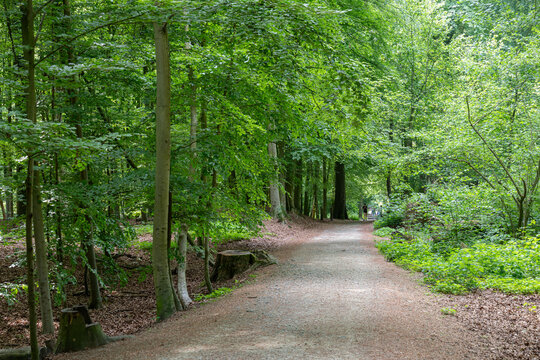 Forest vegetation in Laarbeekbos
