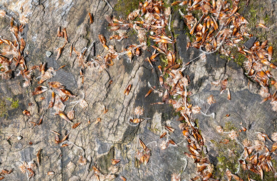 Weathered tree stump with leaves and empty beechnuts