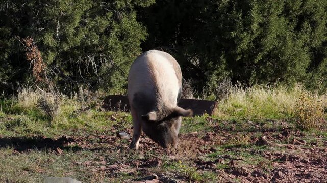 Idaho Pasture Pig, characterized by its ability to forage on pasture.