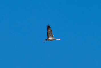 Obraz premium Sandhill crane in flight with blue sky