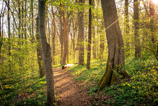 Fr&uuml;hlingsstimmung im Harzer Wald