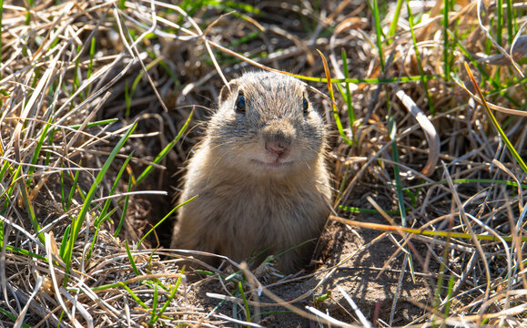 Thirteen lined ground squirrel in the grass
