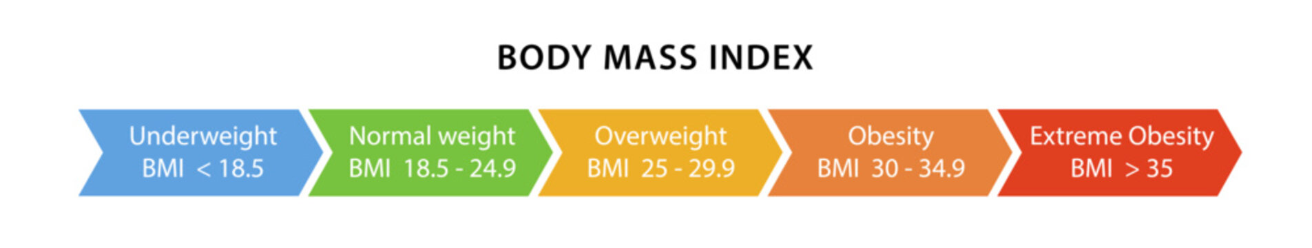 Body mass index diagram. Flat style vector illustration isolated on a white background.