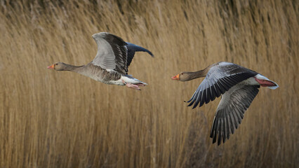 Greylag geese in flight over the reedbeds at Slimbridge, Gloucestershire © Matthew