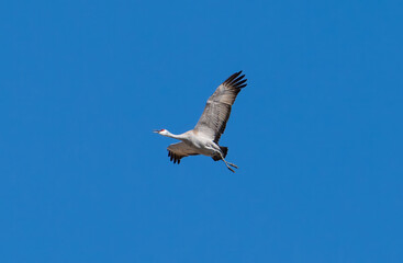 Fototapeta premium Sandhill crane in flight with blue sky