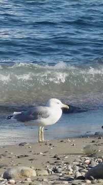Smartphone content of an active seagull on the beach, captured with an accelerated effect, perfect for energetic travel reels.