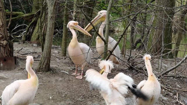Group of pelicans interacting in a natural setting, showcasing their unique features and behaviors among trees and water in the background