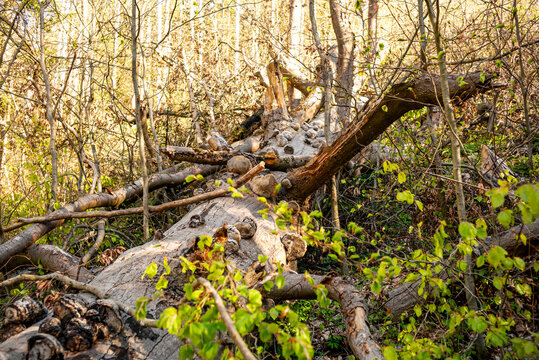 Gro&szlig;er liegender Baumstamm im Wald mit vielen Pilzen