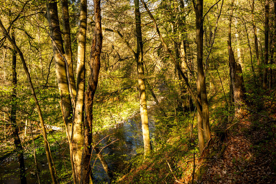 Bode und Waldlandschaft im Harz
