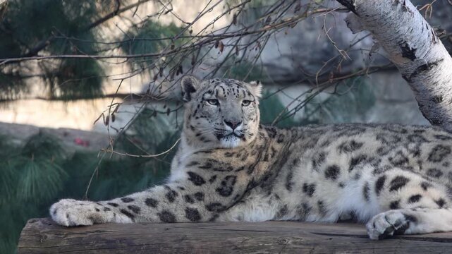 Snow leopard resting on a wooden log under a tree, showcasing its distinctive spotted fur and serene expression in a natural habitat setting