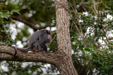 Fototapeta premium Black Howler Monkey in the Forest Canopy