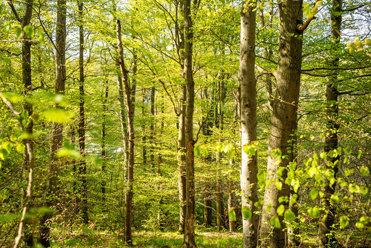 Fr&uuml;hlingslandschaft an der Talsperre Wendefurt