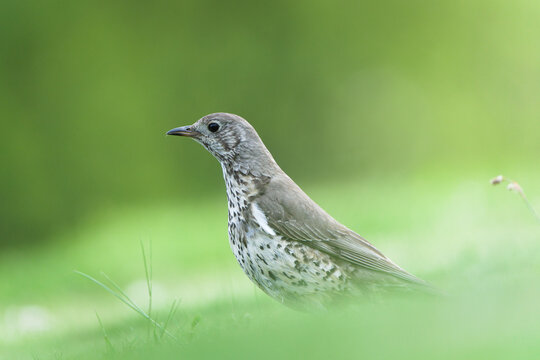 Mistle Thrush (Turdus viscivorus) standing in short grass with alert posture, common bird species in the Czech Republic
