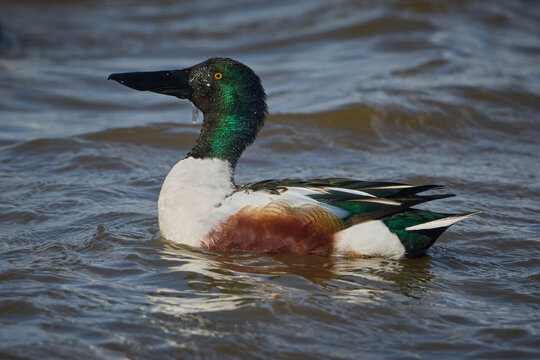 Male shoveler duck swimming at Slimbridge, Gloucestershire, England