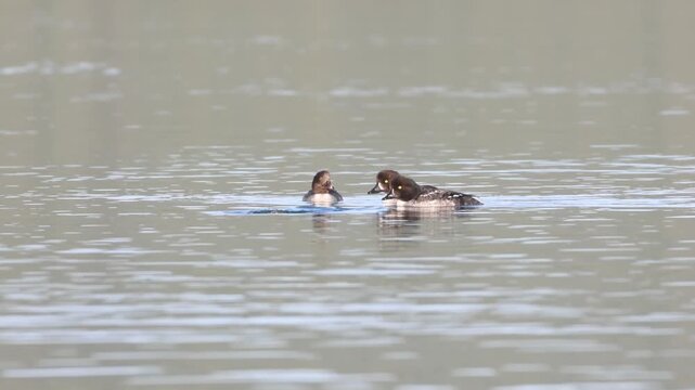 A group of four Barrow's goldeneye hens (Bucephala islandica) swim on open water at Eagle Lake in Lassen County, California.  2 dive away.