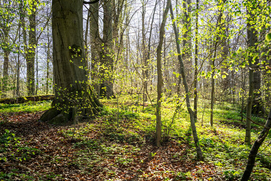 Fr&uuml;hlingsgr&uuml;n im Mittelgebirge Harz