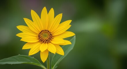 Obraz premium Bright yellow bloom of a Jerusalem artichoke flower standing tall against a vibrant, natural green summer background, crop, environment, yellow
