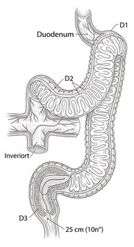 Human digestive system anatomy illustration.