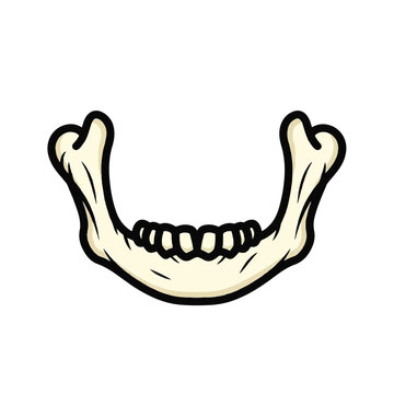 Anatomical human lower jaw bone with teeth isolated on white