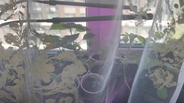 Plants are placed on a windowsill with sunlight coming through the curtains in a city apartment