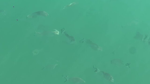 Group of fish swimming gracefully underwater in clear turquoise water, showcasing diverse species and natural aquatic environment