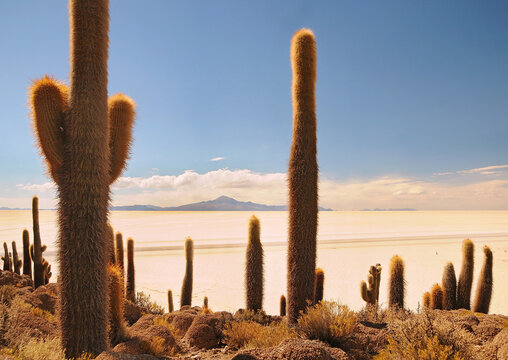 Incahuasi Island, Salar de Uyuni, Bolivia